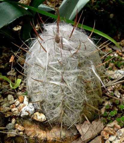 Oreocereus_celsianus